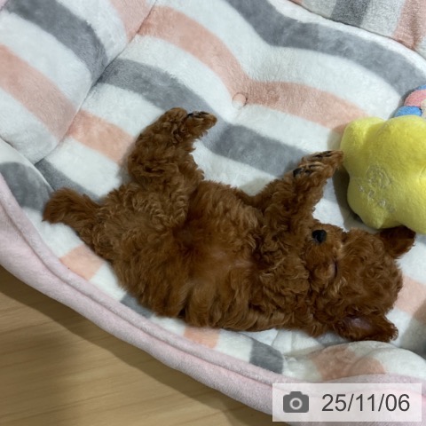 トイ・プードルの写真