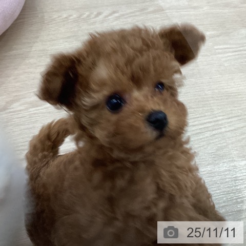 愛知県のトイプードル(トイ) (ペットプラス 千種店/2025年9月5日生まれ/女の子/レッド)の子犬の3枚目の画像