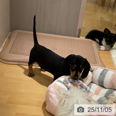 ミニチュア・ダックスフンドの写真