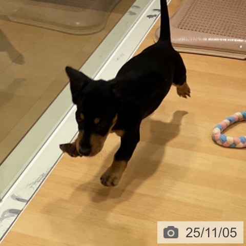 ミニチュア・ダックスフンドの写真