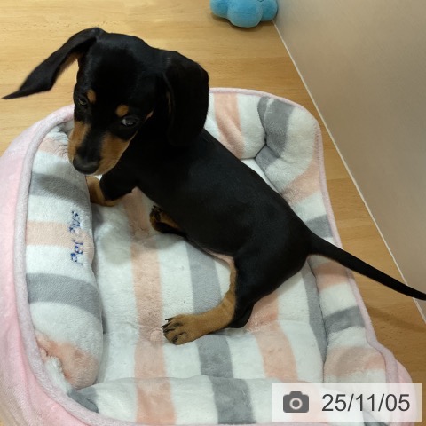 ミニチュア・ダックスフンドの写真