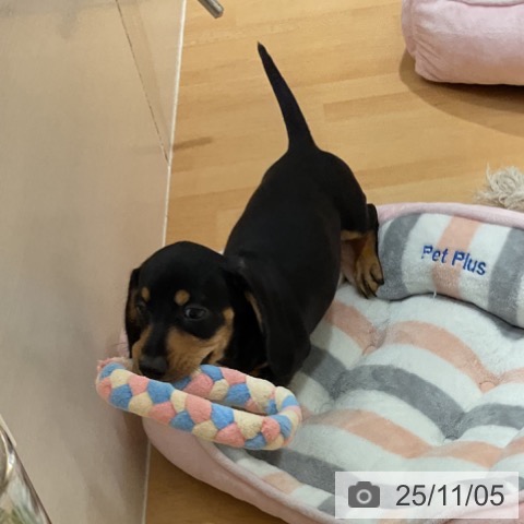 ミニチュア・ダックスフンドの写真