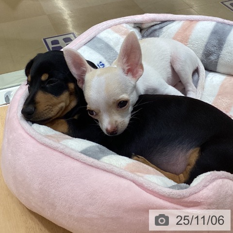 ミニチュア・ダックスフンドの写真