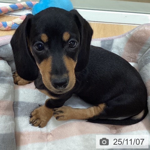 石川県のミニチュアダックスフンド(ロング) (ペットプラス 新小松店/2025年9月5日生まれ/男の子/ブラックタン)の子犬の4枚目の画像