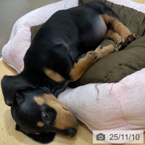 石川県のミニチュアダックスフンド(ロング) (ペットプラス 新小松店/2025年9月5日生まれ/男の子/ブラックタン)の子犬の3枚目の画像