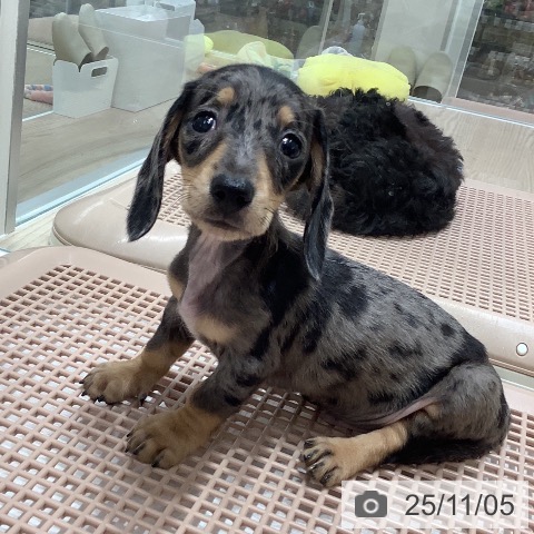 ミニチュア・ダックスフンドの写真