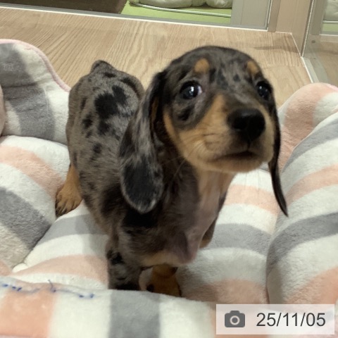 ミニチュア・ダックスフンドの写真