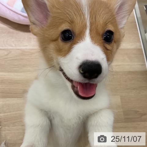 ウェルシュ・コーギー・ペンブロークの写真