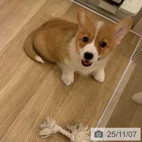 ウェルシュ・コーギー・ペンブロークの写真