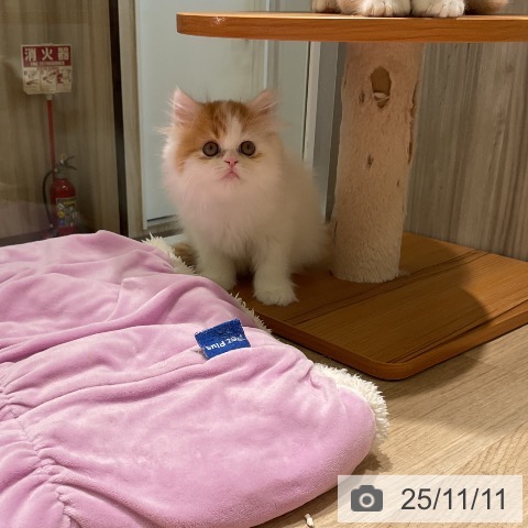 ミヌエットの写真