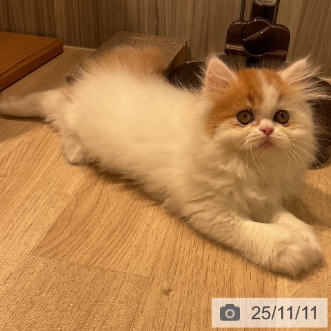 ミヌエットの写真