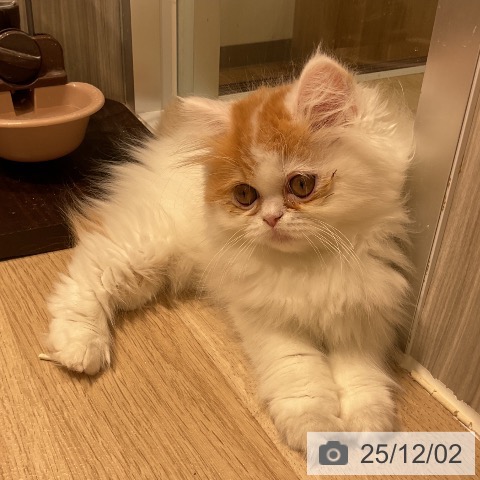 三重県のミヌエット (ペットプラス 鈴鹿店/2025年9月3日生まれ/女の子/レッドタビーホワイト)の子猫の4枚目の画像