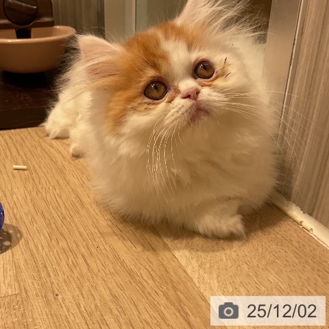 三重県のミヌエット (ペットプラス 鈴鹿店/2025年9月3日生まれ/女の子/レッドタビーホワイト)の子猫の3枚目の画像