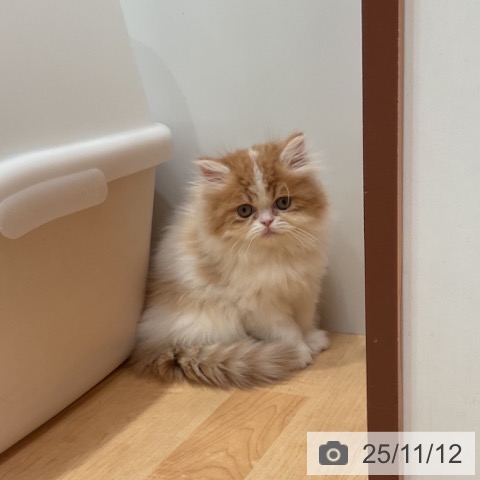 ミヌエットの写真