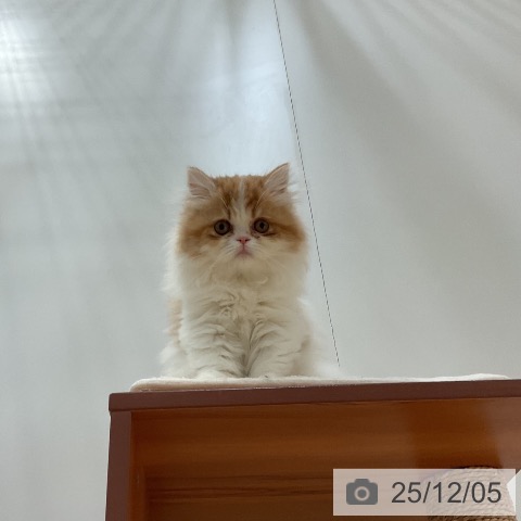 愛知県のミヌエット (ペットプラス 名古屋茶屋店/2025年9月3日生まれ/女の子/レッドタビーホワイト)の子猫の4枚目の画像