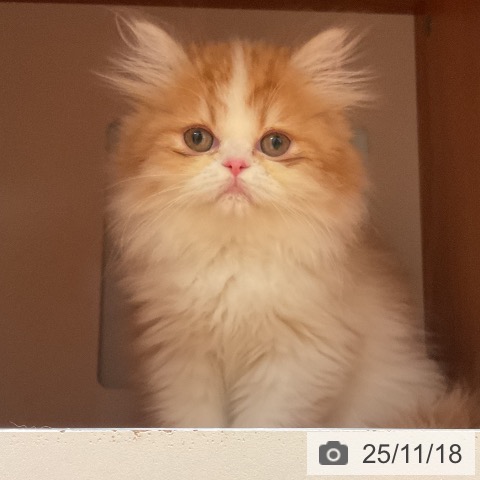 愛知県のミヌエット (ペットプラス 名古屋茶屋店/2025年9月3日生まれ/女の子/レッドタビーホワイト)の子猫の3枚目の画像