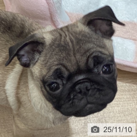 パグの写真