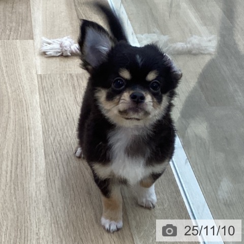 チワワの写真