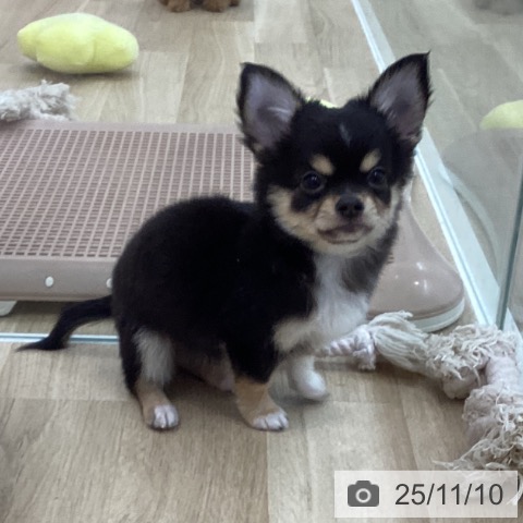 チワワの写真
