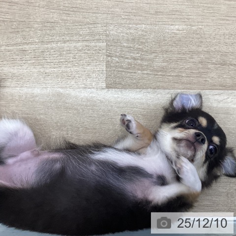 愛知県のチワワ(ロング) (ペットプラス みなと店/2025年9月4日生まれ/男の子/ブラックタンホワイト)の子犬の3枚目の画像