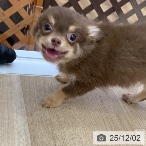 岐阜県のチワワ(ロング) (ペットプラス 光ケ丘店/2025年9月5日生まれ/男の子/チョコレートタン)の子犬の4枚目の画像