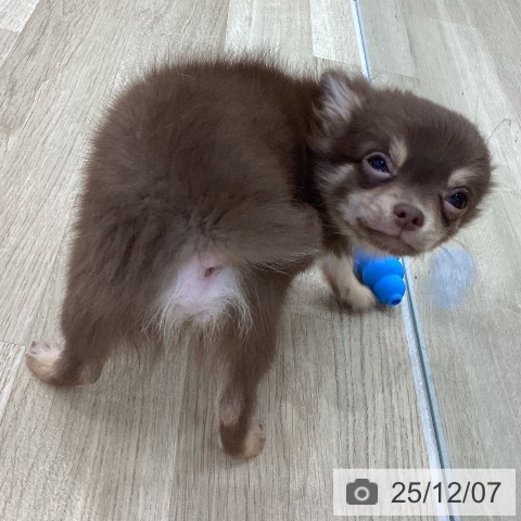 岐阜県のチワワ(ロング) (ペットプラス 光ケ丘店/2025年9月5日生まれ/男の子/チョコレートタン)の子犬の4枚目の画像