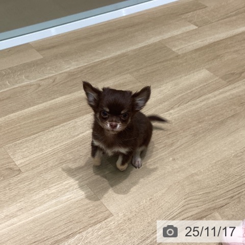 愛知県のチワワ(ロング) (ペットプラス 則武新町店/2025年9月5日生まれ/女の子/チョコレートタン)の子犬の4枚目の画像