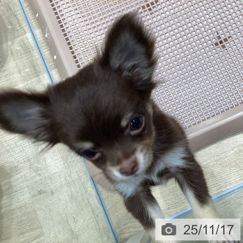 愛知県のチワワ(ロング) (ペットプラス 則武新町店/2025年9月5日生まれ/女の子/チョコレートタン)の子犬の3枚目の画像