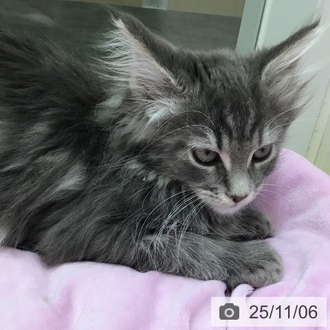 メインクーンの写真