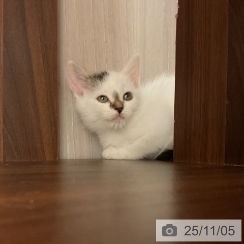 スコティッシュフォールドの写真