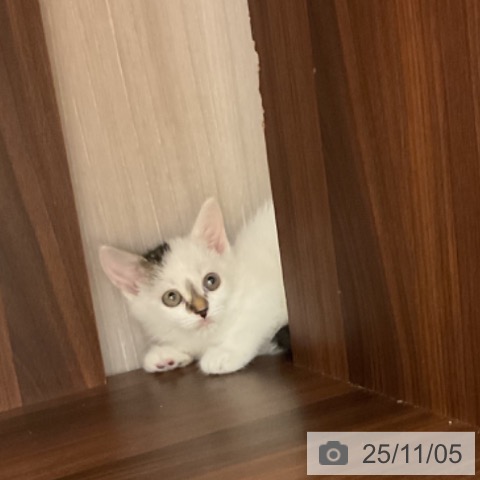 スコティッシュフォールドの写真