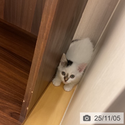 スコティッシュフォールドの写真