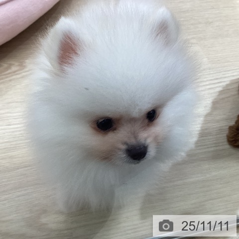 ポメラニアンの写真
