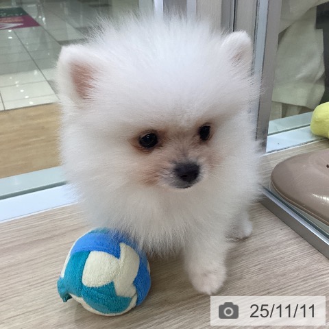 ポメラニアンの写真