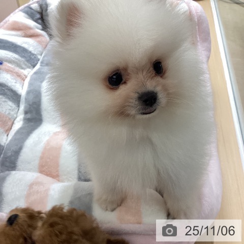 ポメラニアンの写真