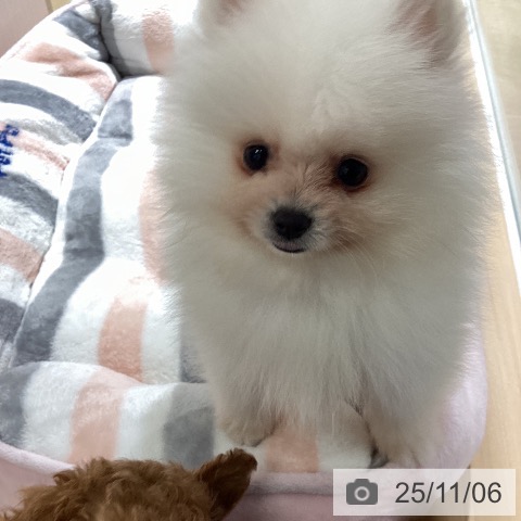 ポメラニアンの写真