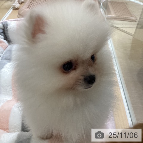 ポメラニアンの写真