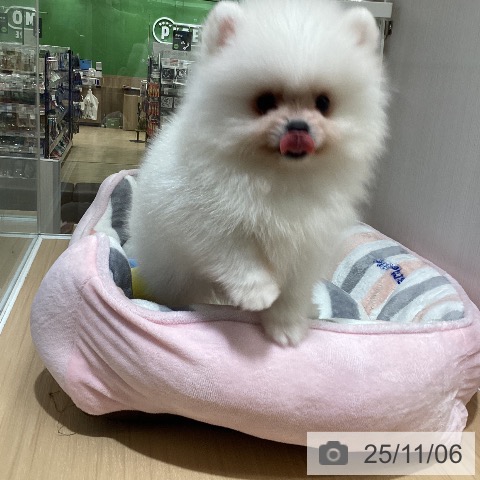 ポメラニアンの写真