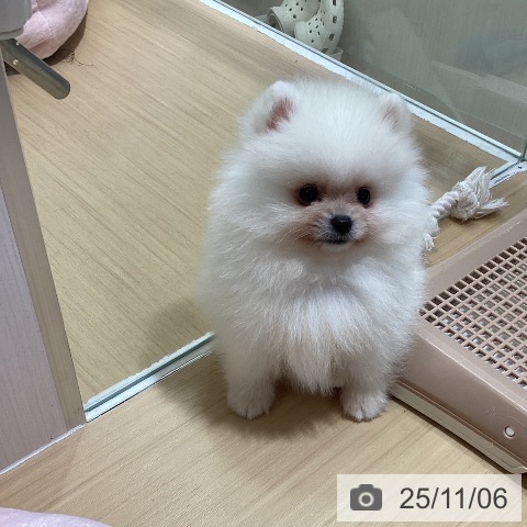 ポメラニアンの写真