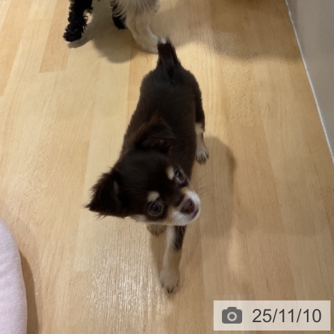 石川県のチワワ(ロング) (ペットプラス 新小松店/2025年9月1日生まれ/女の子/チョコレートクリーム)の子犬の4枚目の画像