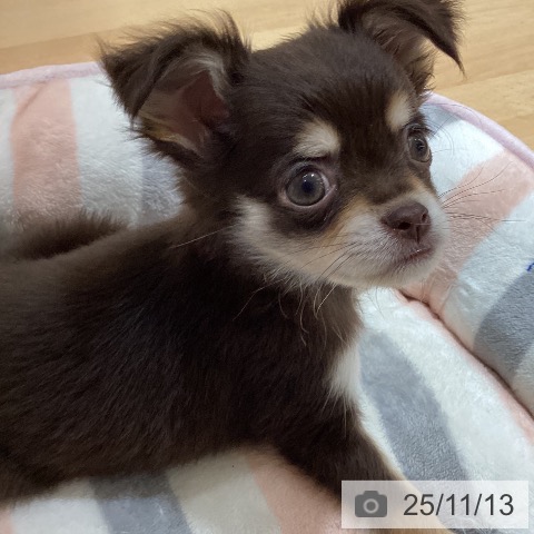 石川県のチワワ(ロング) (ペットプラス 新小松店/2025年9月1日生まれ/女の子/チョコレートクリーム)の子犬の3枚目の画像