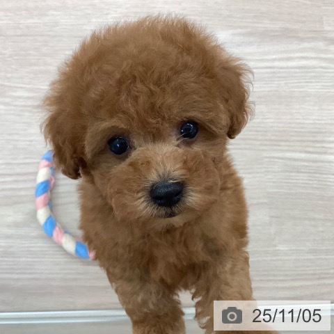 トイ・プードルの写真