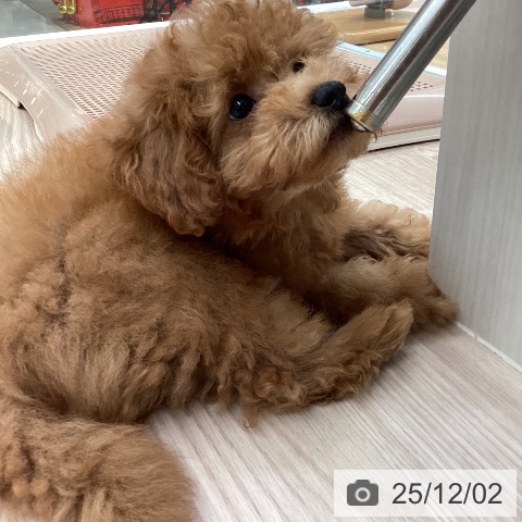 愛知県のトイプードル(トイ) (ペットプラス 三好店/2025年9月5日生まれ/男の子/レッド)の子犬の3枚目の画像