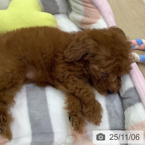 トイ・プードルの写真