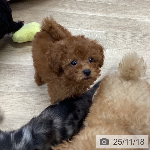 愛知県のトイプードル(トイ) (ペットプラス 東浦店/2025年9月5日生まれ/女の子/レッド)の子犬の4枚目の画像