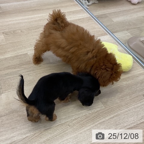 愛知県のトイプードル(トイ) (ペットプラス 東浦店/2025年9月5日生まれ/女の子/レッド)の子犬の3枚目の画像