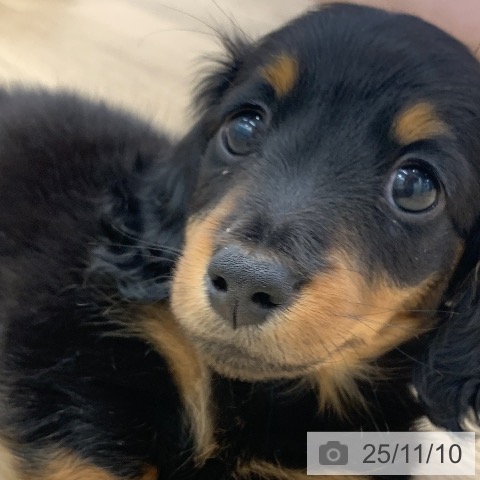 三重県のミニチュアダックスフンド(ロング) (ペットプラス 四日市泊店/2025年9月6日生まれ/男の子/ブラックタン)の子犬の4枚目の画像