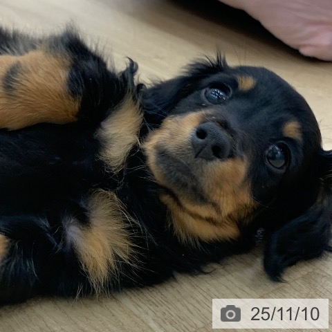 三重県のミニチュアダックスフンド(ロング) (ペットプラス 四日市泊店/2025年9月6日生まれ/男の子/ブラックタン)の子犬の3枚目の画像