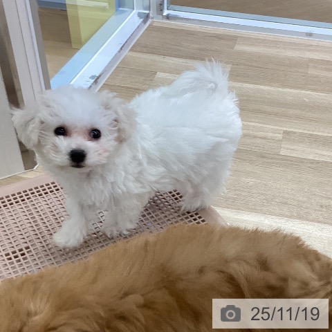 愛知県のビションフリーゼ (ペットプラス mozoワンダーシティ店/2025年9月1日生まれ/女の子/ホワイト)の子犬の4枚目の画像