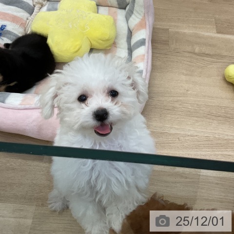 愛知県のビションフリーゼ (ペットプラス mozoワンダーシティ店/2025年9月1日生まれ/女の子/ホワイト)の子犬の3枚目の画像